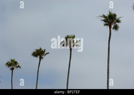 Gegen vier Palmen und bedecktem Himmel. Stockfoto