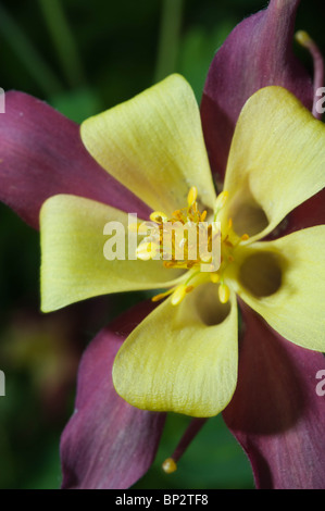 Die Akelei-Blüte ist eine auffällige exotische Blüte. Stockfoto