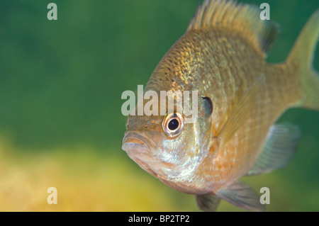 Sonnenbarsch Süßwasserfische werden heftig territoriale und Schutz der Nester während der Laichzeit. Stockfoto