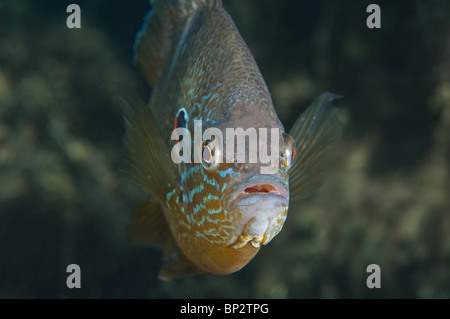 Süßwasser Pumpkinseed Sunfish kann während der Laichzeit sehr bunt sein. Stockfoto