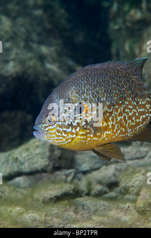 Süßwasser Pumpkinseed Sunfish kann während der Laichzeit sehr bunt sein. Stockfoto