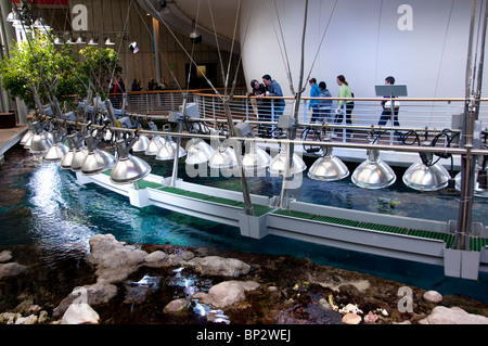 San Francisco: Topische Riff-Ausstellung im California Academy of Sciences. Foto Copyright Lee Foster. Foto # casanf104375. Stockfoto