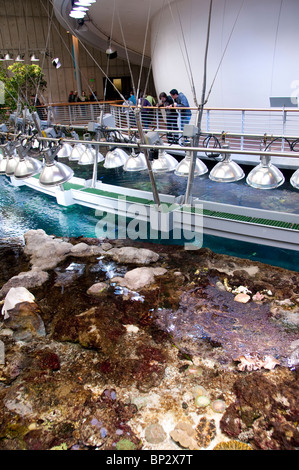 San Francisco: Topische Riff-Ausstellung im California Academy of Sciences. Foto Copyright Lee Foster. Foto # casanf104376 Stockfoto