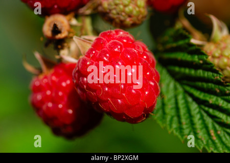 Reife Himbeeren (Rubus Idaeus) am Stiel Stockfoto