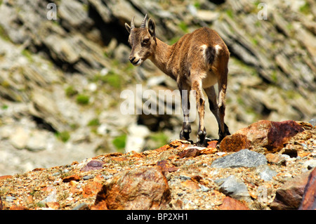 Junge Steinböcke (Capra Ibex) stehen in einem Geröll-Feld-Alpen-Savoie, Haute-Savoie, Frankreich Stockfoto