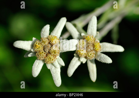 Edelweiß (Leontopodium Alpinum Cass.) Stockfoto