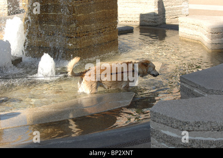 Hund spielen in einem Brunnen an einem sonnigen Nachmittag. Stockfoto