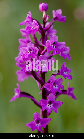 Vier-spotted Orchidee Orchis Quadripunctata, Halbinsel Gargano, Italien. Stockfoto