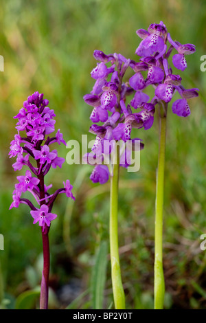 Grün-winged Orchideen Orchis Morio mit vier entdeckt Orchidee Orchis Quadripunctata, Halbinsel Gargano, Italien. Stockfoto