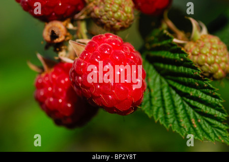 Reife Himbeeren (Rubus Idaeus) am Stiel Stockfoto