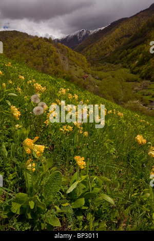 Groß-Sepalled Primula, Primula Macrocalyx (kaukasische Form der Schlüsselblume) im Pasanauri-Tal, großer Kaukasus, Georgien. Stockfoto