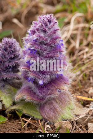 Pyramidale Bugle, Ajuga Pyramidalis in den großen Kaukasus, Georgien. Stockfoto