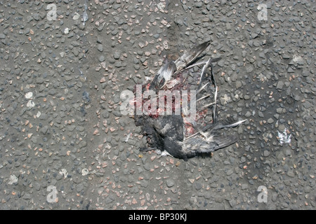 Taube Karkasse gequetscht auf Straße, London, UK Stockfoto