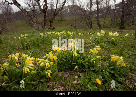 Groß-Sepalled Primula, Primula Macrocalyx (kaukasische Form der Schlüsselblume) mit Ruprechts Primula oder Kaukasus Oxlip, Stockfoto