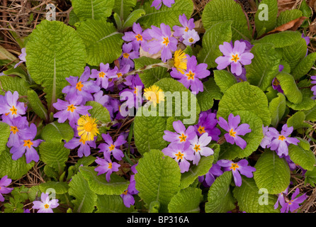 Rosa in Form von gemeinsamen Primel, Primula Vulgaris var. Sibthorpii, in der geringeren Kaukasus, Georgien. Stockfoto