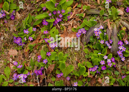 Rosa in Form von gemeinsamen Primel, Primula Vulgaris var. Sibthorpii, in der geringeren Kaukasus, Georgien. Stockfoto