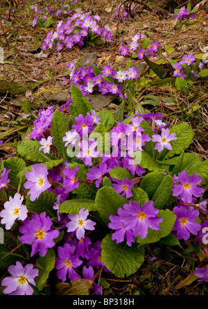 Rosa in Form von gemeinsamen Primel, Primula Vulgaris var. Sibthorpii, in der geringeren Kaukasus, Georgien. Stockfoto