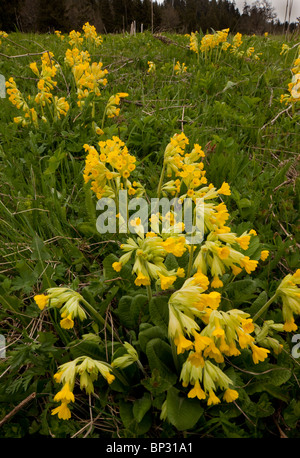 Groß-Sepalled Primula, Primula Macrocalyx (kaukasische Form der Schlüsselblume) in den großen Kaukasus, Georgien. Stockfoto