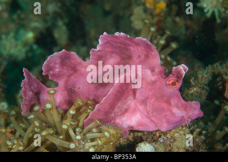 Weedy Drachenköpfe, Rhinopias Frondosa, rosa Variation Riff, Kungkungan Bay Resort, Lembeh Strait, Sulawesi, Indonesien. Stockfoto