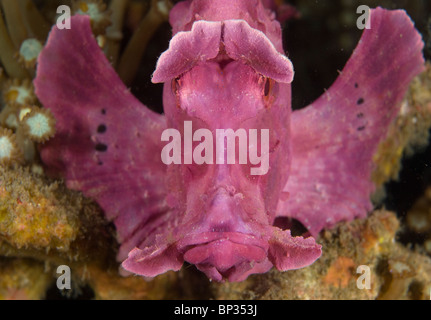 Weedy Drachenköpfe, Rhinopias Frondosa, rosa Variation Riff, Kungkungan Bay Resort, Lembeh Strait, Sulawesi, Indonesien. Stockfoto