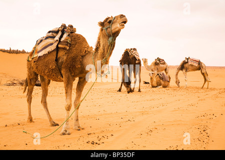 Dromedar Kamele stehen in der Wüste Sahara in Ksar Ghilane, Tunesien. Stockfoto