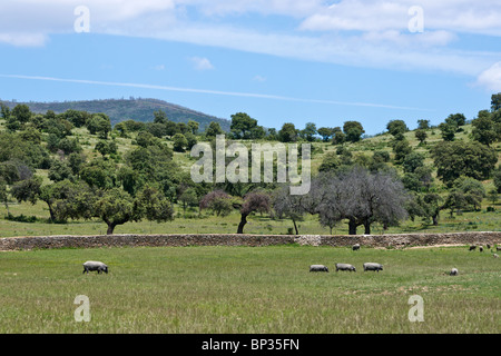 Schwarze Schweine Weiden im Hain von Steineichen. Extremadura, Spanien. Stockfoto