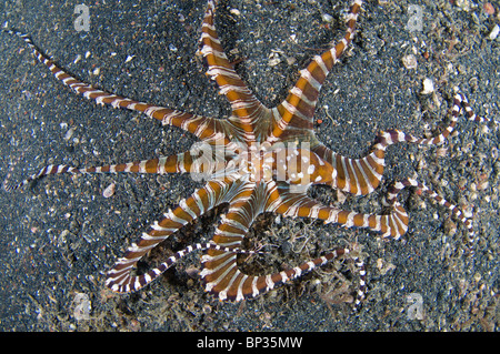 Frage mich, Oktopus, Wunderpus Photogenicus, auf schwarzem Sand, Kungkungan Bay Resort, Lembeh Strait, Sulawesi, Indonesien. Stockfoto