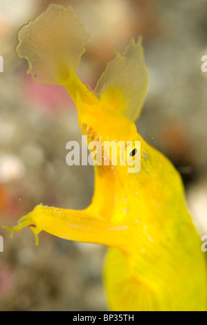 Weibliche Band Aal, Rhinomuraena Quaesita in sandigen Burrow, Kungkungan Bay Resort, Lembeh Strait, Sulawesi, Indonesien. Stockfoto