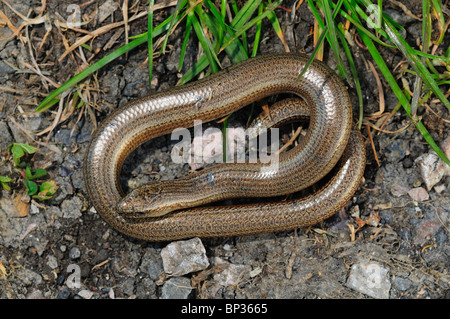 Langsam-Wurm in Ruhe. Dorset, UK April 2010 Stockfoto