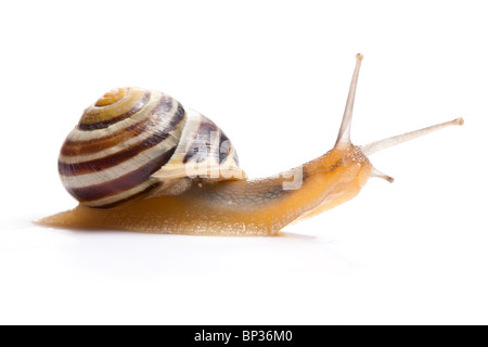 der Garten Schnecke vor weißem Hintergrund Stockfoto