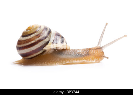 der Garten Schnecke vor weißem Hintergrund Stockfoto