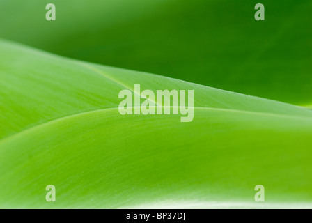 Agave-Pflanze. Abstrakte Teil der Blätter. Stockfoto