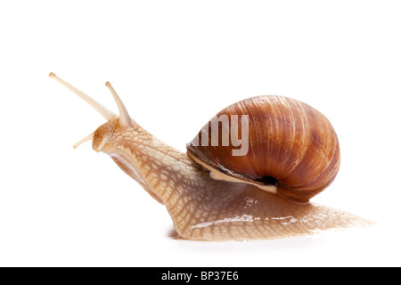 der Garten Schnecke vor weißem Hintergrund Stockfoto