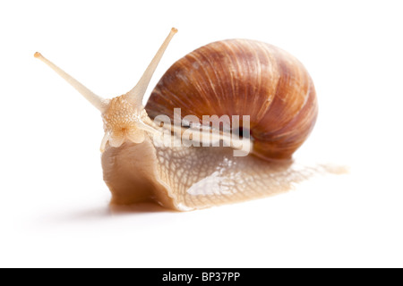 der Garten Schnecke vor weißem Hintergrund Stockfoto