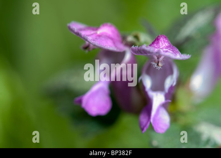 getuftete Wicke (Vicia Cracca) Stockfoto
