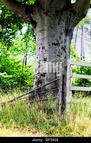 Buche Baumstamm und die Äste in Grappenhall Heys, Bluebell Holz, Warrington, Cheshire Stockfoto