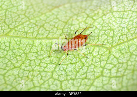 Extreme Nahaufnahme einer rose Blattlaus Macrosiphum Rosae.  Allein auf einem Blatt (braune Form) Stockfoto