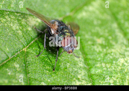 Greenbottle Fly (Lucilla Spp) auf Blatt, Nahaufnahme Stockfoto