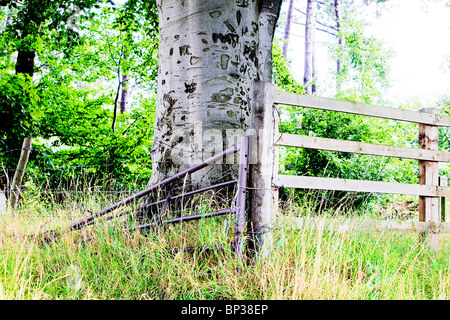 Buche Baumstamm und die Äste in Grappenhall Heys, Bluebell Holz, Warrington, Cheshire Stockfoto