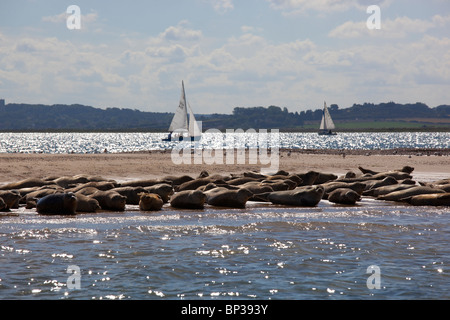 Robbenkolonie Blakeney Zeitpunkt, Norfolk, England Stockfoto