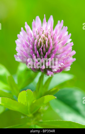 Extreme Nahaufnahme von Rotklee, Trifolium Pratense, mit begrenzten Schärfentiefe Stockfoto