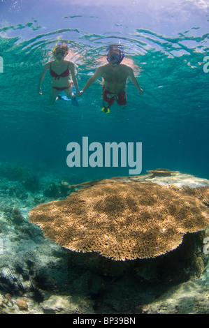 Platte paar Schnorcheln über Korallen, Pom Pom Island Resort, Celebes-See, Sabah, Ost-Malaysia. Stockfoto