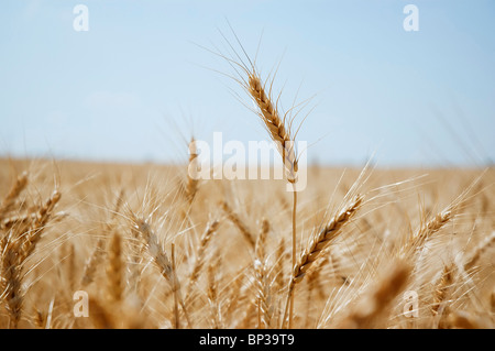 Ähren in eine Ernte, Alentejo, Portugal Stockfoto