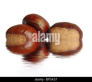 Eine Gruppe von Kastanien, Symbol der Herbstsaison, spiegeln sich auf dem Wasser Stockfoto