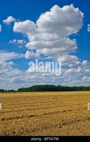 Feld-Stoppeln nach der Ernte - Indre-et-Loire, Frankreich. Stockfoto