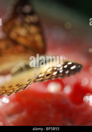 Red Admiral (Vanessa Atalanta), Schmetterling in Bewegung bei der Fütterung auf eine Wassermelone. Stockfoto