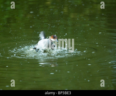 Eine weibliche Zwergsäger Baden an Slimbridge Stockfoto