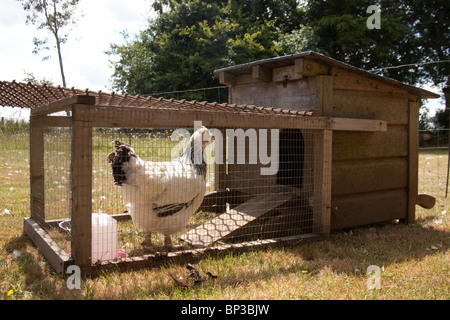 Huhn Hutch oder ausführen, Hampshire, England. Stockfoto