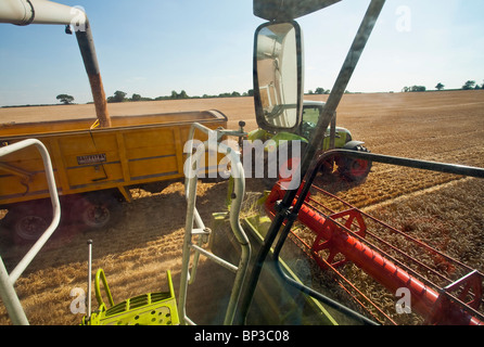 Entladung Weizenkorn aus einem Mähdrescher Stockfoto