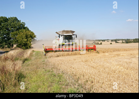 Erntezeit Stockfoto